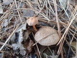 Cortinarius flexipes image