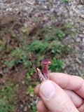 Gymnopilus luteofolius image