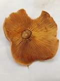 Gymnopilus luteofolius image