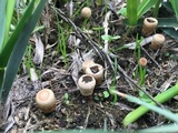 Cyathus stercoreus image