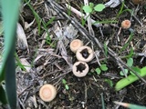 Cyathus stercoreus image