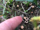 Cyathus stercoreus image