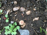 Cyathus stercoreus image