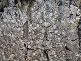 Pertusaria albescens var. albescens image