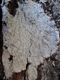 Pertusaria hemisphaerica image