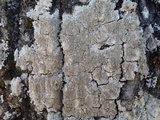Pertusaria coccodes image