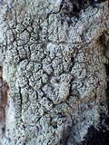 Pertusaria hymenea image