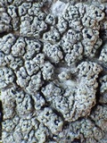 Pertusaria hymenea image