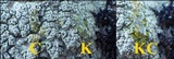 Pertusaria hymenea image