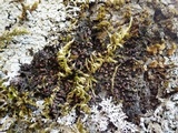 Collema subnigrescens image