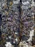 Collema subnigrescens image