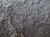 Pertusaria mammosa image