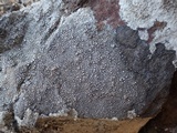 Pertusaria mammosa image