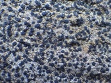 Rinodina oxydata image