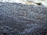 Rinodina oxydata image