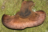 Fistulina hepatica image