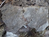 Rinodina oxydata image