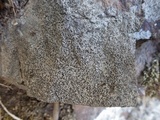 Rinodina oxydata image