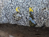 Rinodina oxydata image