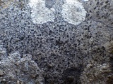 Rinodina oxydata image