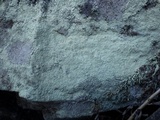 Lepraria lobificans image