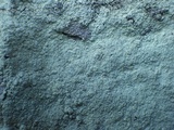 Lepraria lobificans image
