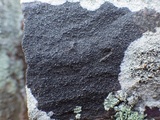 Verrucaria nigrescens f. nigrescens image