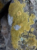 Caloplaca citrina image