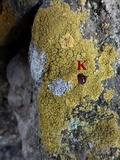 Caloplaca citrina image