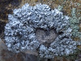 Hypogymnia physodes image