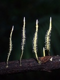 Xylaria moelleroclavus image