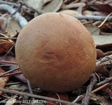 Phylloporopsis boletinoides image