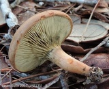 Phylloporopsis boletinoides image