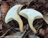 Phylloporopsis boletinoides image