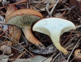 Phylloporopsis boletinoides image