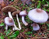 Inocybe lilacina image