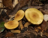 Cortinarius semisanguineus image