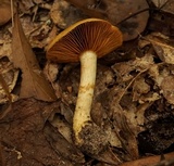 Cortinarius semisanguineus image