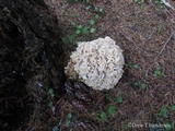 Sparassis crispa image