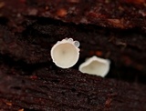 Lachnum virgineum image
