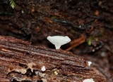 Lachnum virgineum image