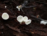 Lachnum virgineum image