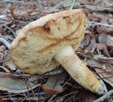 Tylopilus rhodoconius image