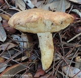 Tylopilus rhodoconius image