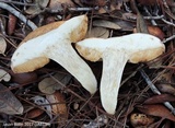 Tylopilus rhodoconius image