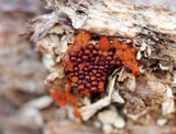 Metatrichia vesparium image