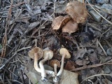 Inocybe griseolilacina image