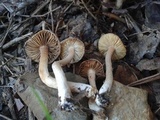 Inocybe griseolilacina image