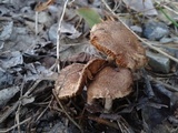 Inocybe griseolilacina image