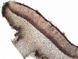 Collema subnigrescens image